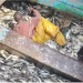 Medida restritiva na captura de peixe pode influenciar aumento de preços, alerta economista