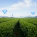 Huawei incrementa projecto de conectividade para melhoria nos serviços de comunicação nas zonas rurais