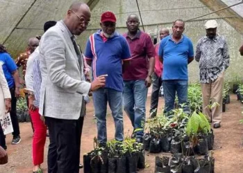 Governo do Cuanza-Norte prevê lançar cerca de 400 jovens no empresariado agrícola
