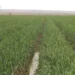 Estação Agrária do Capenda-Camulemba entra em funcionamento em Junho