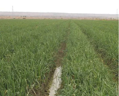 Estação Agrária do Capenda-Camulemba entra em funcionamento em Junho