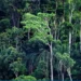 Conferência Internacional adopta medidas para preservar biodiversidade das florestas da Bacia do Congo
