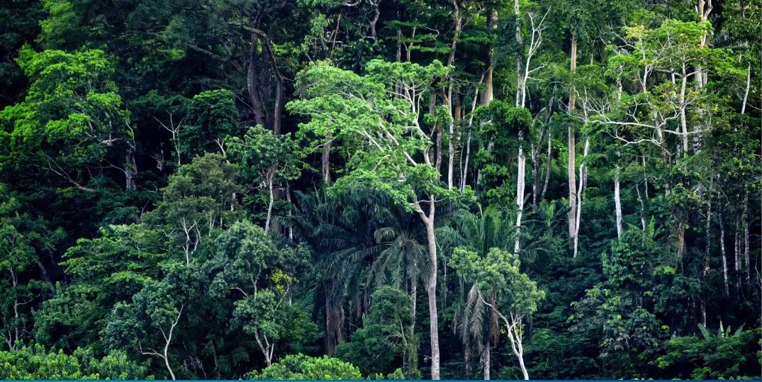 Conferência Internacional adopta medidas para preservar biodiversidade das florestas da Bacia do Congo