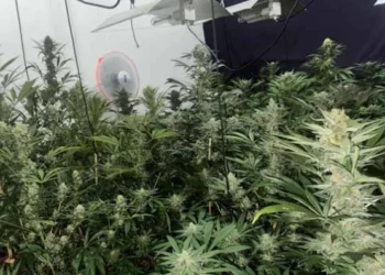 Desmantelada estufa de um tipo forte de liamba no condomínio Vereda das Flores