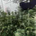 Desmantelada estufa de um tipo forte de liamba no condomínio Vereda das Flores