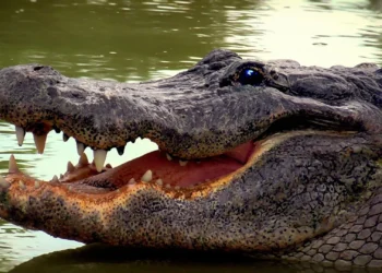 Ataque de crocodilo mata uma mulher no Cubango