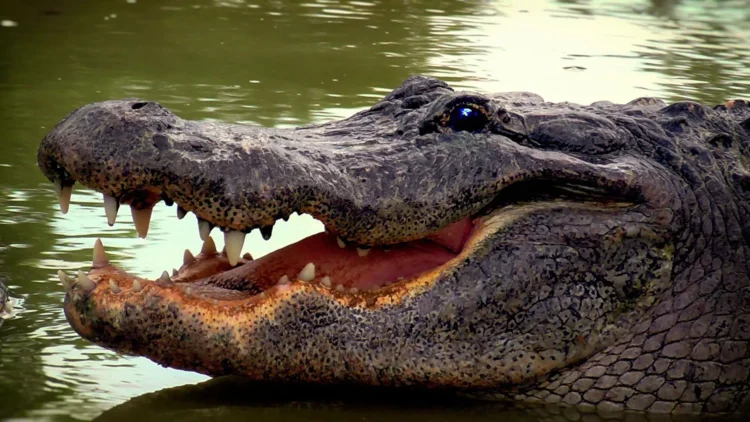 Ataque de crocodilo mata uma mulher no Cubango