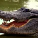 Ataque de crocodilo mata uma mulher no Cubango