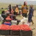 Entrada de tomate em Luanda reduz de 40 para menos de dez mil toneladas