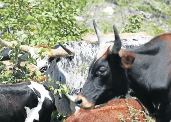 POIBA revoluciona produção de leite em Camabatela