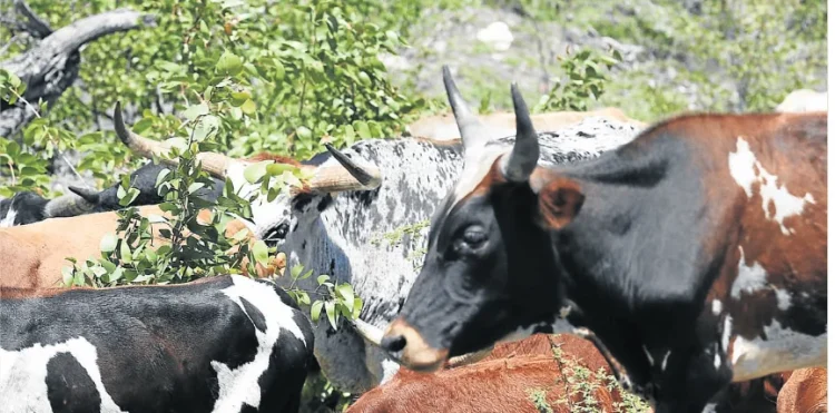 POIBA revoluciona produção de leite em Camabatela