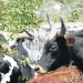 POIBA revoluciona produção de leite em Camabatela