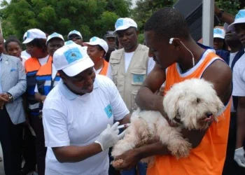 Mais de 11 mil animais vacinados contra a raiva em Malanje