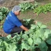 Hortas de quintal e o Programa de Combate à Fome: Uma parceria estratégica