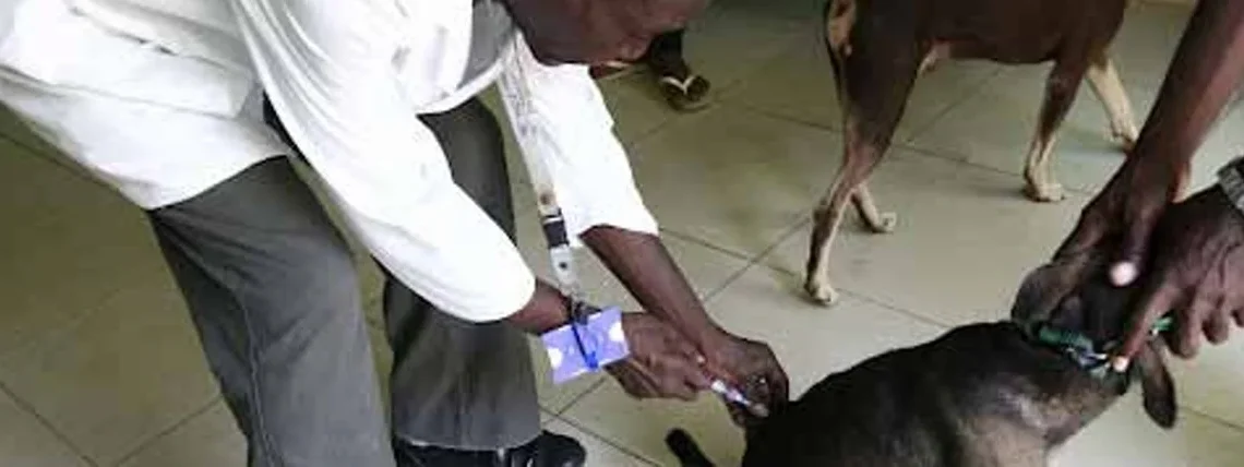 Ministério da Agricultura  prevê vacinar mais de 900  mil animais contra a raiva