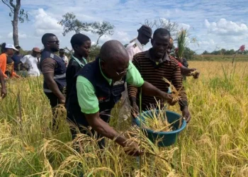 Ganda atende à projecção do PR na produção de grãos e acena com 333 toneladas de arroz
