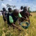 Ganda atende à projecção do PR na produção de grãos e acena com 333 toneladas de arroz