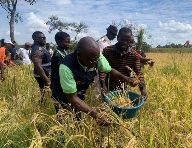 Ganda atende à projecção do PR na produção de grãos e acena com 333 toneladas de arroz
