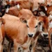 Feira do Gado em Benguela abre portas com foco na produção de leite em Angola