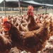 Mais de 40 mil famílias contempladas no plano de produção de alimentos