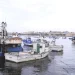 Empresas de pesca à deriva com “colapso” dos recursos marinhos