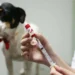 Familiares de menina morta por mordedura de cão em Benguela queixam-se de morosidade processual