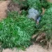 SIC destrói mais de quatro mil plantas de liamba no Uíge
