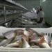 Angola conta com 12 fábricas de pescado autorizadas a exportar para a Europa