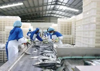 PRODESI patrocina  mais de 274  projectos no  Namibe entre  2018 e 2024