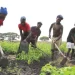 FADA investe 38 mil milhões de kwanzasna promoção da agricultura familiar