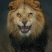 Leão mata homem em alojamento de luxo durante safari na Namíbia