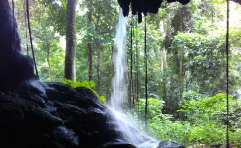 A selva em estado de alerta
