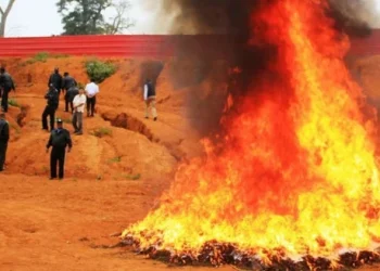 SIC incinera mais de uma tonelada de droga na Lunda-Norte