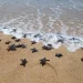 Trezentas mil tartarugas foram devolvidas ao mar em um ano pelo projecto Kitabanga