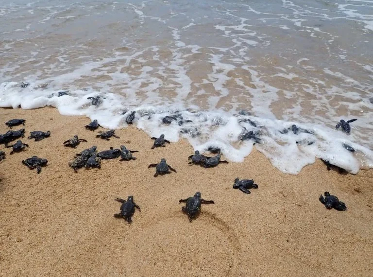 Trezentas mil tartarugas foram devolvidas ao mar em um ano pelo projecto Kitabanga