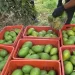 Fazenda de Caconda prepara primeira exportação de abacate