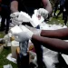 SIC incinera hoje mais de 100 quilos de cocaína e outras drogas em Luanda