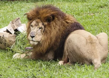 Leão foge de zoo na Turquia e ataca agricultor: “Agarrei-lhe o pescoço”