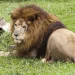 Leão foge de zoo na Turquia e ataca agricultor: “Agarrei-lhe o pescoço”