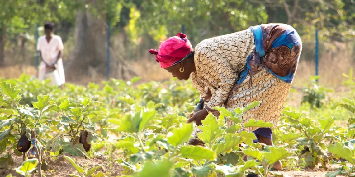 Namibe colhe mais de 160 toneladas de produtos agrícolas no primeiro semestre de 2025