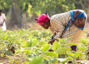 Namibe colhe mais de 160 toneladas de produtos agrícolas no primeiro semestre de 2025