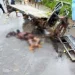 Embate de motorizada contra camião provoca duas mortes na província do Zaire