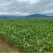 Ministro da Agricultura exorta governos provinciais a desburocratizar processos de cedência de terrenos para agricultura
