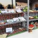 Cerca de 100 milhões de kwanzas arrecadados na Expo-Cunene 2025