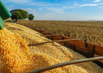 ‎Empresa chinesa vai investir 100 milhões de dólares para produção de milho e soja no Leste de Angola