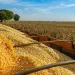 ‎Empresa chinesa vai investir 100 milhões de dólares para produção de milho e soja no Leste de Angola