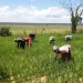 Feira do Arroz de Luquembo rende mais de 100 milhões de kwanzas