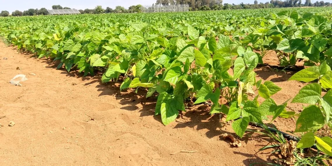 Projecto “Ma Tuningi” apoia cooperativas agrícolas no Namibe