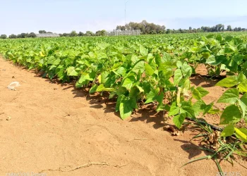 Projecto “Ma Tuningi” apoia cooperativas agrícolas no Namibe