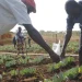 Províncias da região Leste do país vão beneficiar do projecto de apoio à agricultura familiar